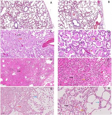 ITRAQ-based quantitative proteomics analysis of forest musk deer with pneumonia